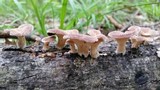 Lentinus strigosus image