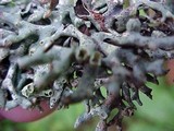 Hypogymnia inactiva image