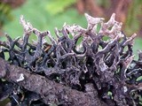 Hypogymnia inactiva image