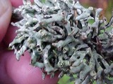 Hypogymnia inactiva image