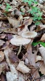 Mycena galericulata image