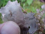 Peltigera membranacea image
