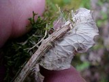 Peltigera membranacea image