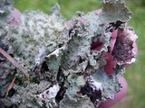 Platismatia glauca image
