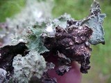 Platismatia glauca image