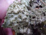 Platismatia glauca image