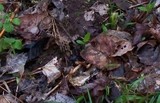 Morchella diminutiva image