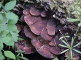 Fomitopsis cajanderi image