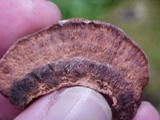 Fomitopsis cajanderi image