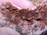 Fomitopsis cajanderi image