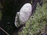Fomitopsis officinalis image