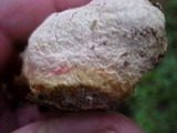 Fomitopsis officinalis image