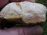 Fomitopsis officinalis image