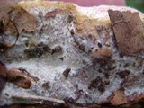 Fomitopsis officinalis image