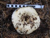 Lactarius resimus image