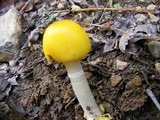 Amanita elongata image