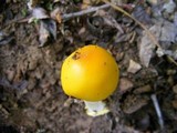 Amanita elongata image