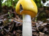 Amanita elongata image