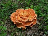 Laetiporus cincinnatus image