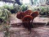 Kuehneromyces lignicola image