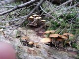 Kuehneromyces lignicola image