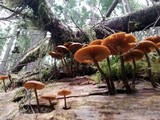 Kuehneromyces lignicola image