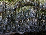 Physarum utriculare image