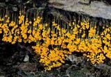 Physarum utriculare image