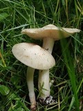 Entoloma saepium image