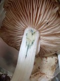 Entoloma saepium image
