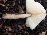 Melanoleuca cognata image