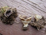 Helvella leucomelaena image
