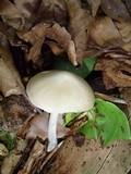 Hydropus subalpinus image