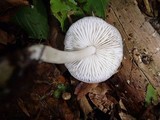 Hydropus subalpinus image