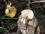 Flammulina populicola image