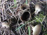 Helvella leucomelaena image