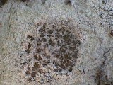 Image of Sclerococcum sphaerale