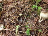 Helvella leucomelaena image