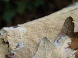 Steccherinum ochraceum image