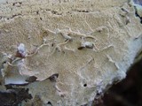 Steccherinum ochraceum image