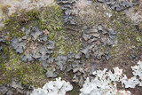 Collema pulcellum image
