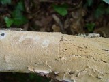 Steccherinum ochraceum image