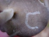Helvella solitaria image