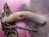 Helvella solitaria image