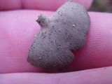 Helvella solitaria image