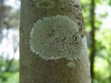 Physcia clementei image