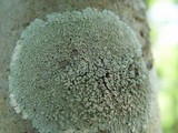 Physcia clementei image