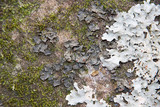 Collema pulcellum image