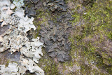 Collema pulcellum image