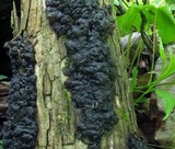 Exidia nigricans image